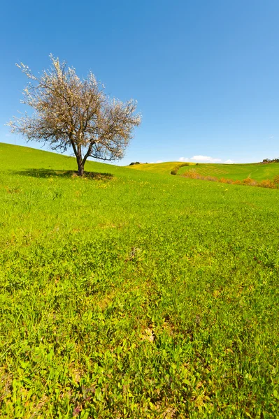 Çiçekli ağaç İtalya — Stok fotoğraf