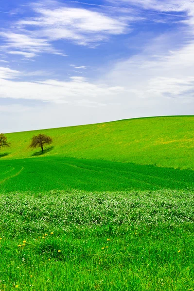 Alm in der Schweiz — Stockfoto