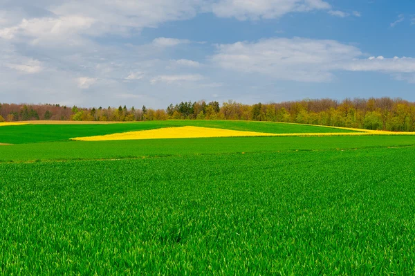 Alpenweide in Zwitserland — Stockfoto