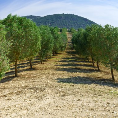 İspanya Olive grove