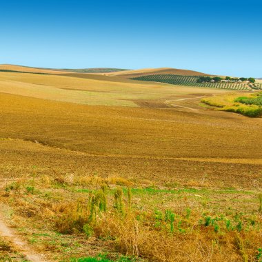 Zeytin ağaçları tepelerde