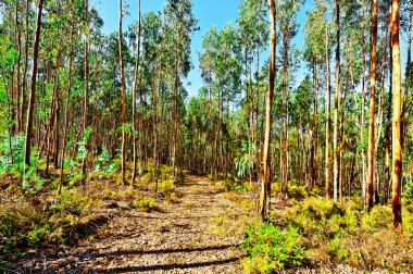 Orman yolu Portekiz