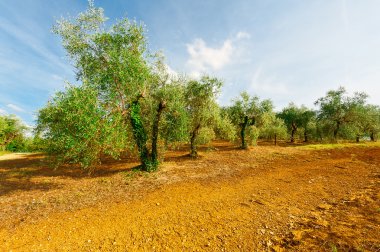İspanya Olive grove