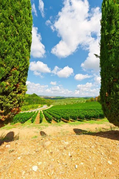 Cypresses in Italy — Stock Photo, Image