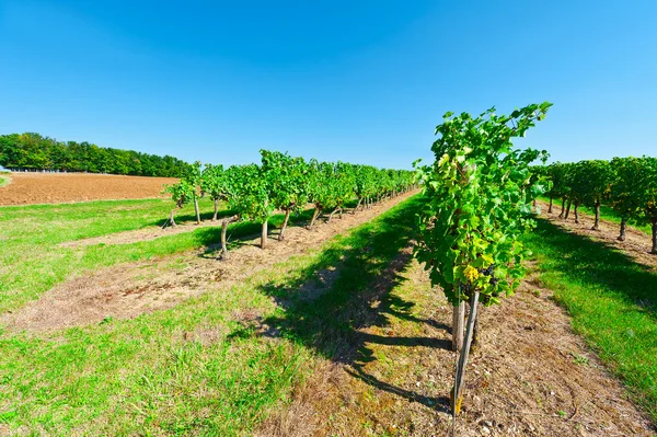 Виноград во Франции — стоковое фото