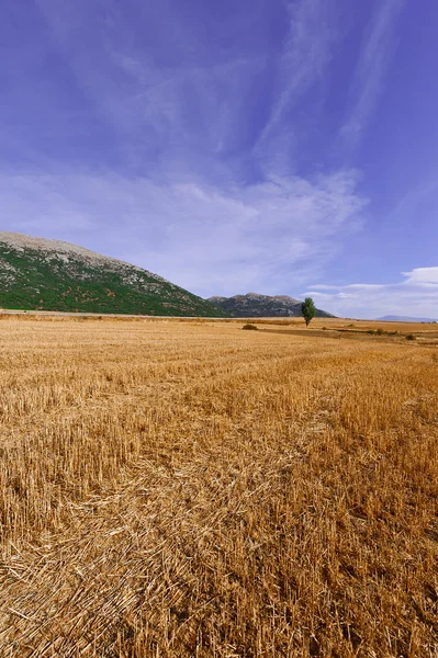 Fields in Spain — Stock Photo, Image