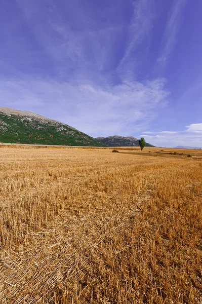 Felder in Spanien — Stockfoto