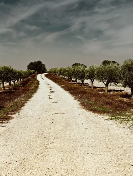 Olive Trees in Spain — Stock Photo, Image