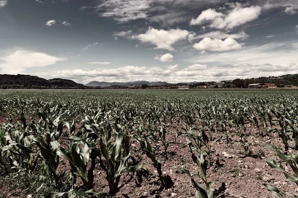 The Young Corn — Stock Photo, Image