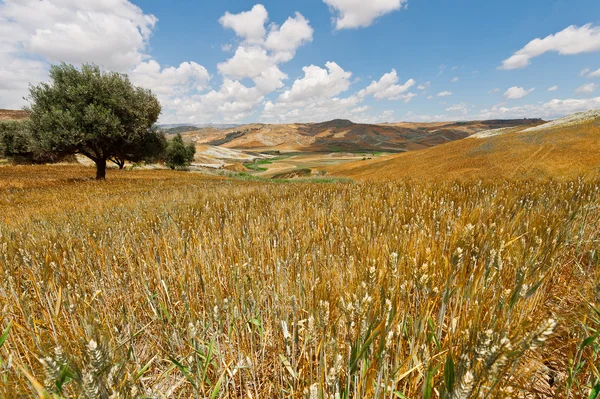 Campos de trigo en Sicilia — Foto de Stock