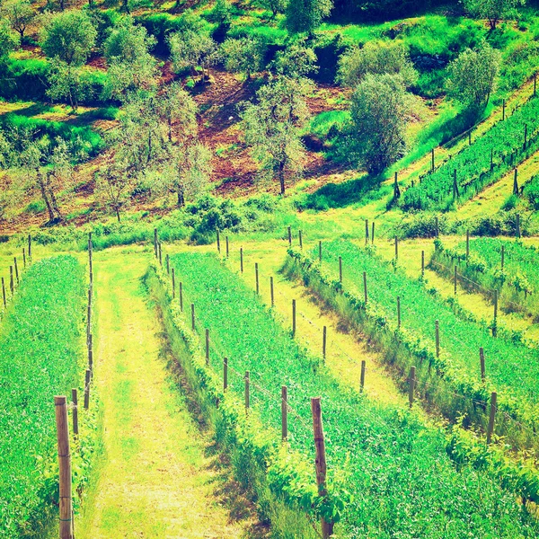 Winnica w Włochy — Zdjęcie stockowe