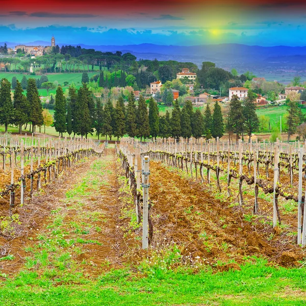 Vineyard at Sunset — Stock Photo, Image