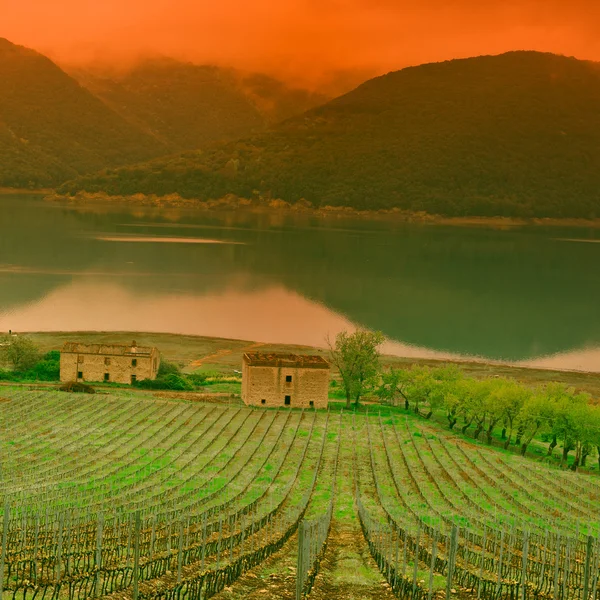 Viñedo al atardecer — Foto de Stock