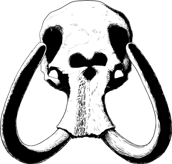 Zwarte mammoet schedel — Stockvector