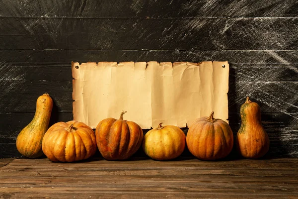 Several Assorted Small Pumpkins Stand Row Background Torn Yellowed Scroll — Stock Photo, Image