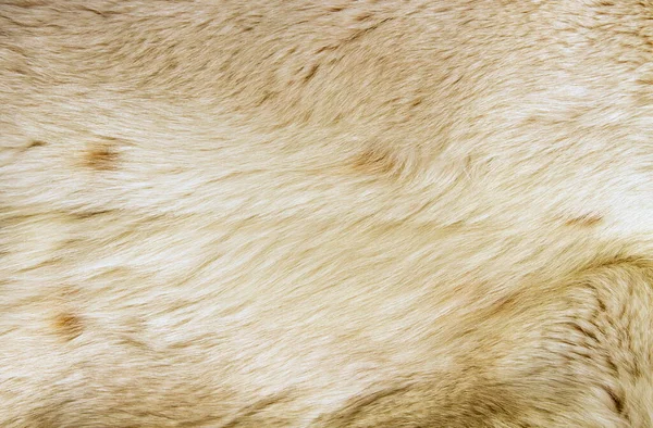 Close Background Light Fur Wild Animals — Stock Photo, Image