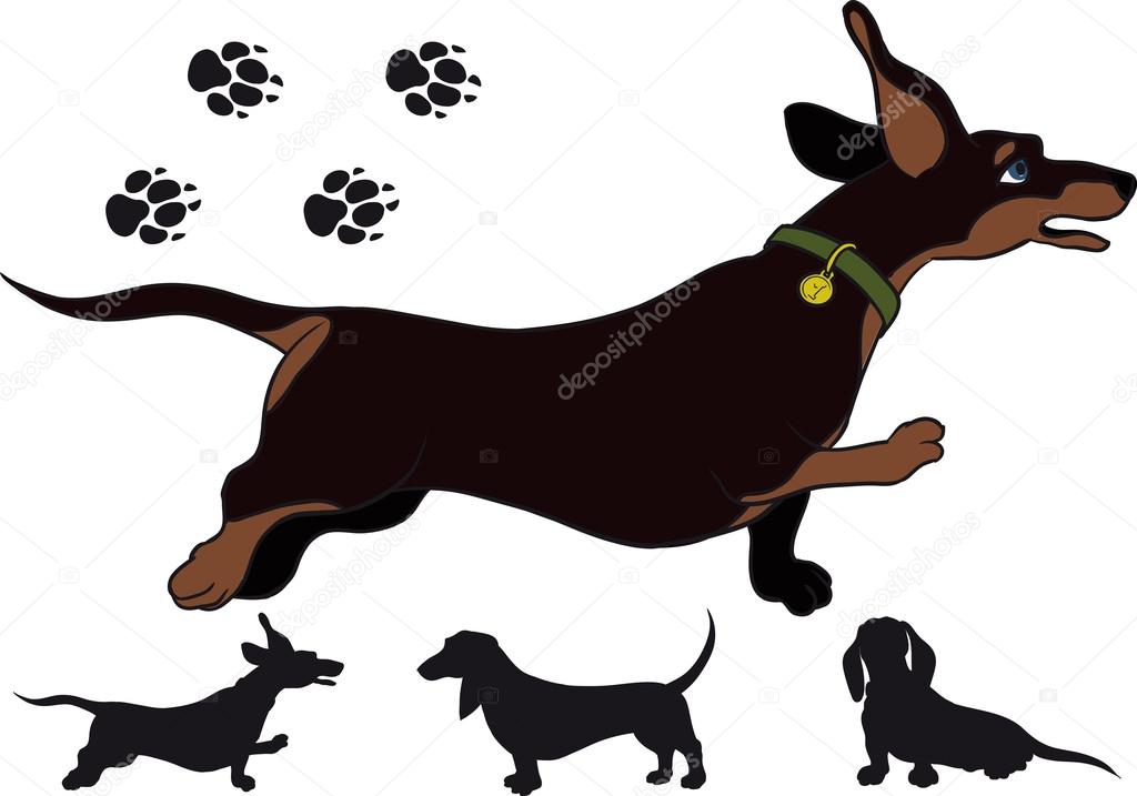 Run dachshund