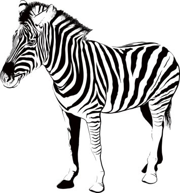 Zebra profili