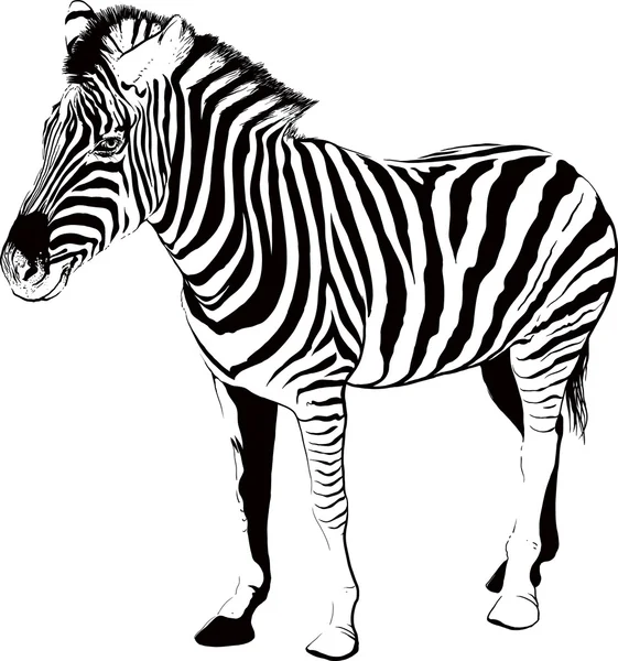 Zebra w profilu — Wektor stockowy