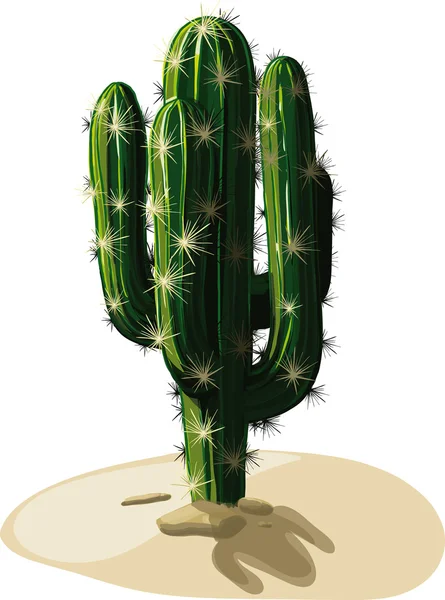 Mexican Cactus in sand — Stock Vector