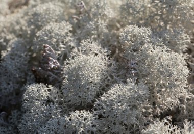 Reindeer lichen, close-up clipart