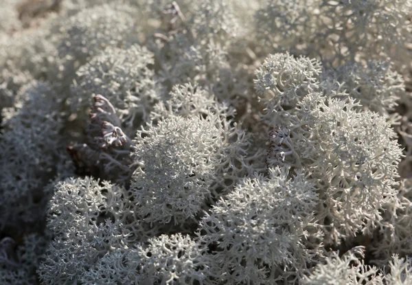 Lichene di renna, primo piano — Foto Stock