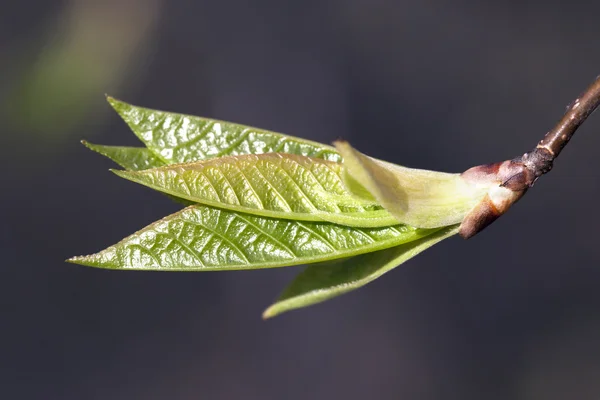 신선한 봄 잎 — 스톡 사진