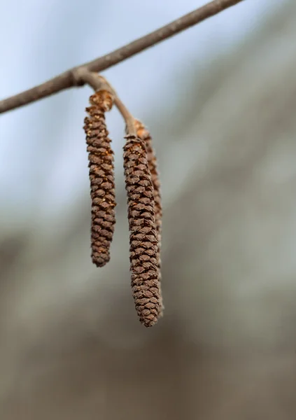 Catkins of a birch — Stock Photo, Image