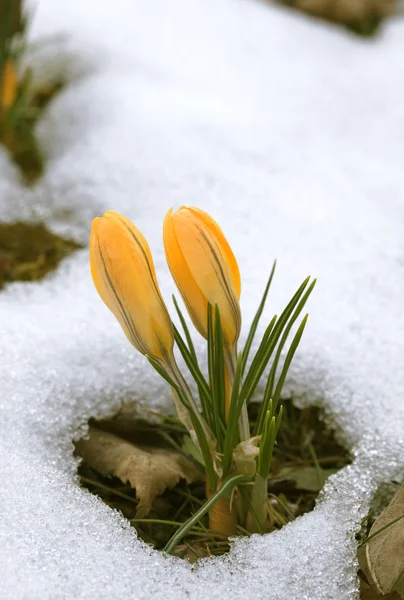 Crocus fleur dans la neige — Photo