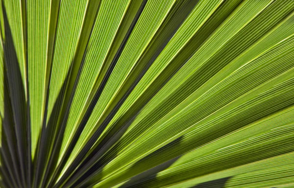 Palmblatt im Gegenlicht — Stockfoto