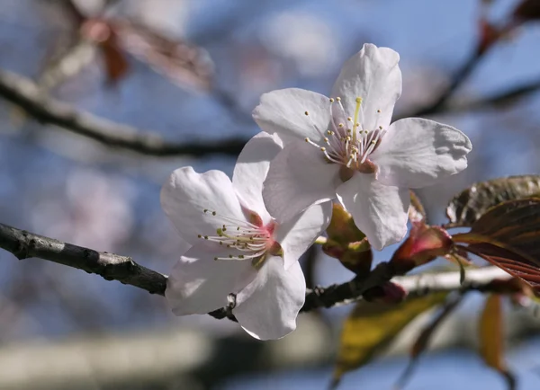 Sakura flores, close-up — Fotografia de Stock