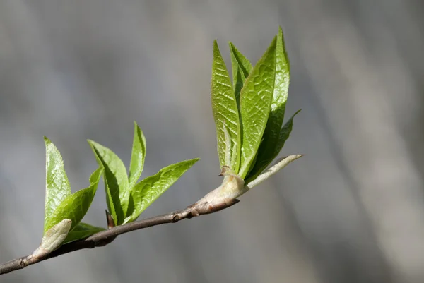 Verse lente bladeren — Stockfoto