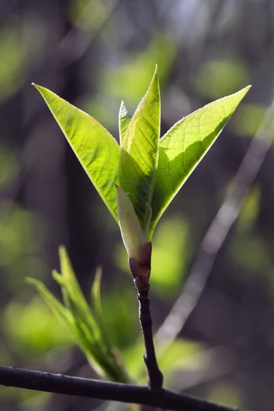 Verse lente bladeren — Stockfoto