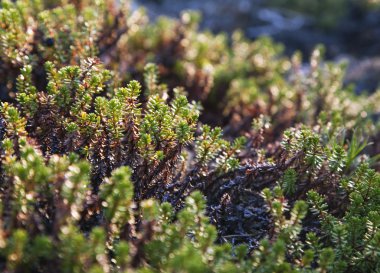 Crowberry bitkiler, yakın çekim