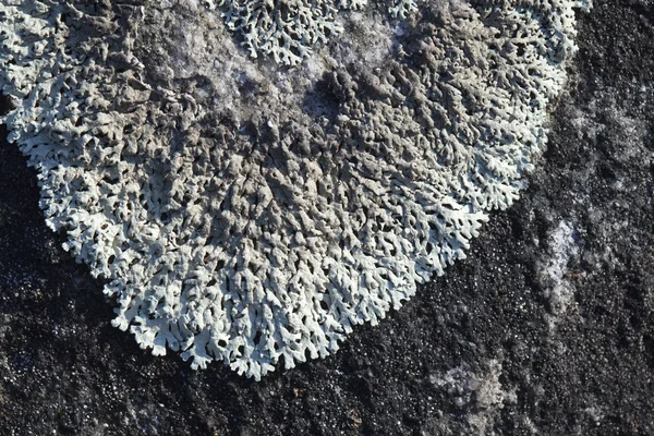 Lichen sobre una piedra —  Fotos de Stock