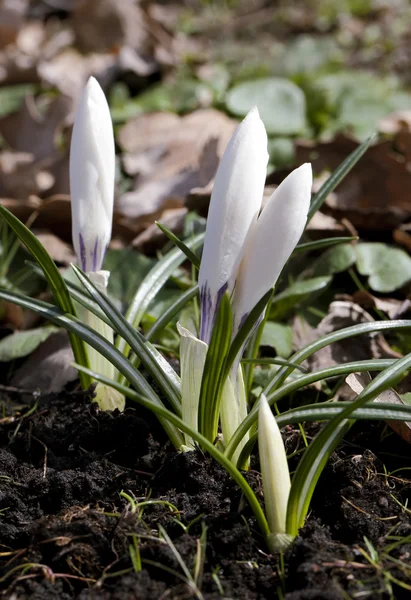 Krokusblüten im Frühling — Stockfoto