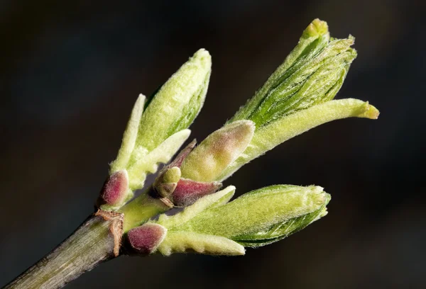 Hojas frescas de primavera —  Fotos de Stock