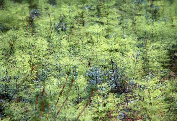 Matorral de equiseto verde —  Fotos de Stock