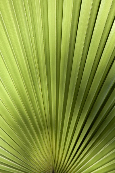 Folha de palma na luz traseira — Fotografia de Stock