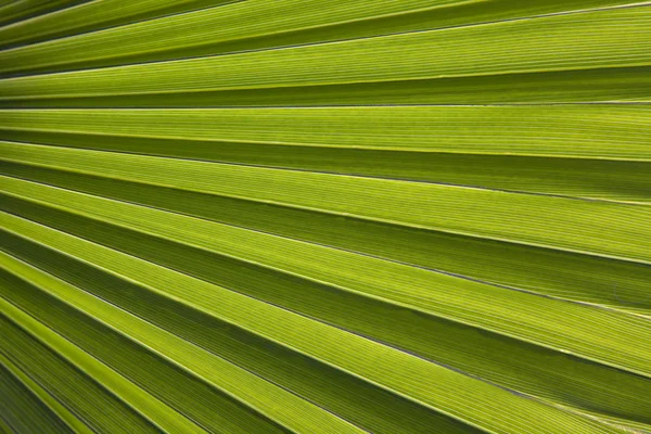 Hoja de palma en luz trasera — Foto de Stock