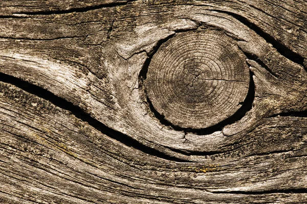 Popraskané dřevo makro — Stock fotografie