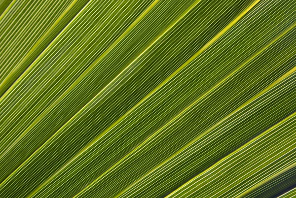 Hoja de palma en luz trasera — Foto de Stock