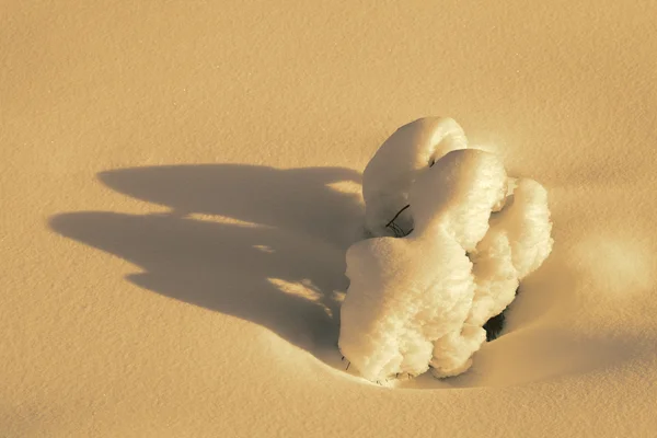 Гілка в снігу — стокове фото