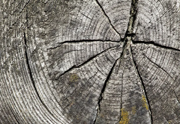 Abstract cracked wood — Stock Photo, Image