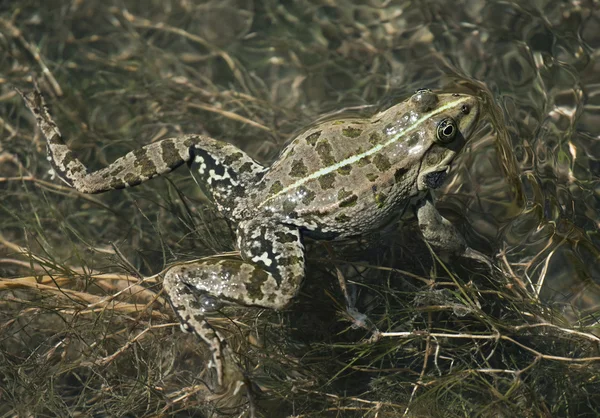 Großer grüner Frosch — Stockfoto