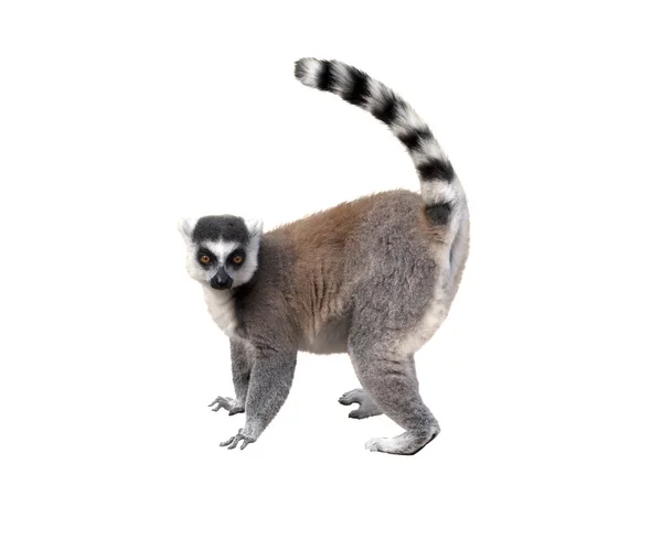 Lemur Stok Resim