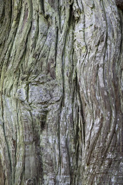 这棵老树 — 图库照片