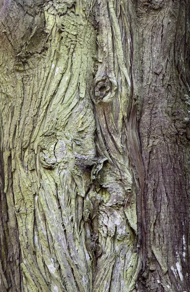 这棵老树 — 图库照片