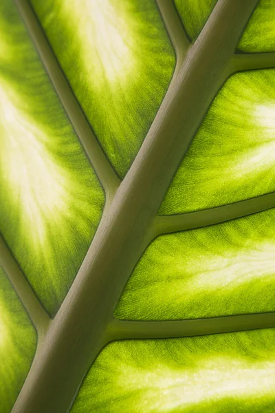 Hoja de palma en luz trasera —  Fotos de Stock