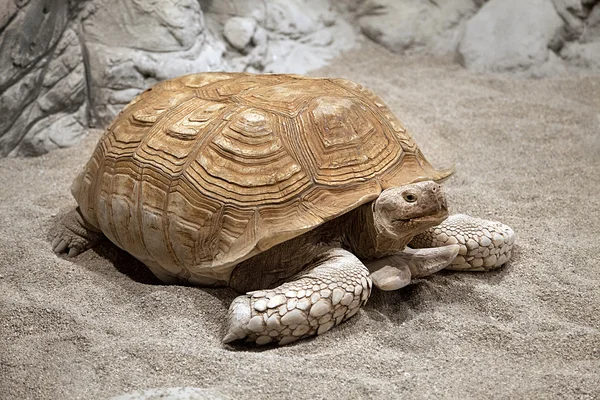 Land tortoise — Stock Photo, Image